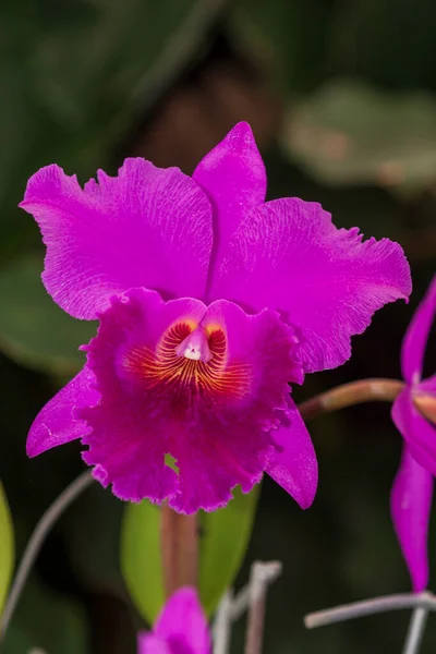 Hermosa Flor Colorida Orquídea Con Fondo Verde Hermoso Bokeh — Foto de Stock