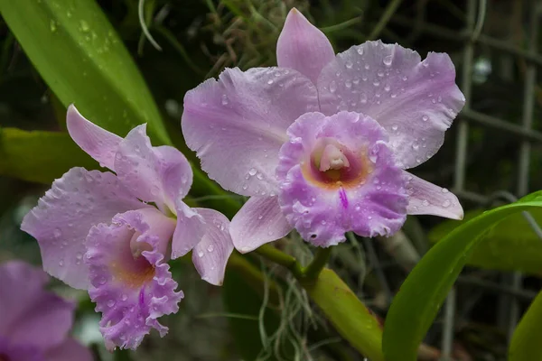Hermosa Flor Colorida Orquídea Con Fondo Verde Hermoso Bokeh — Foto de Stock