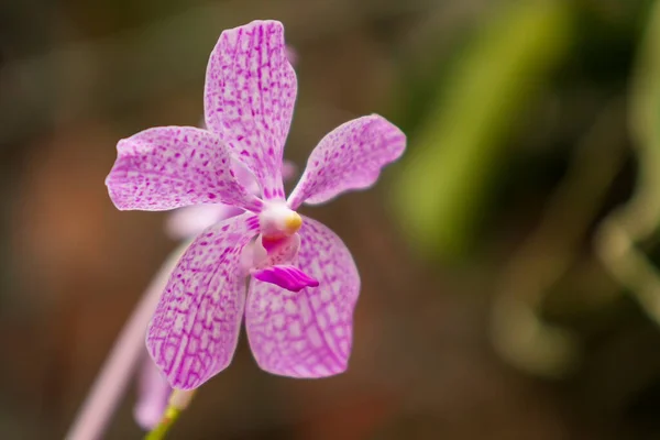 Belle Fleur Orchidée Colorée Avec Fond Vert Beau Bokeh — Photo