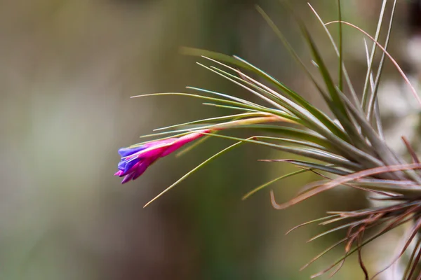 Yeşil Arkaplan Güzel Bokeh Ile Güzel Renkli Orkide Çiçeği — Stok fotoğraf