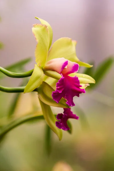 Hermosa Flor Colorida Orquídea Con Fondo Verde Hermoso Bokeh — Foto de Stock