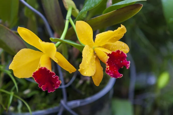 Krásné Barevné Orchidej Květina Zeleným Pozadím Krásné Bokeh — Stock fotografie