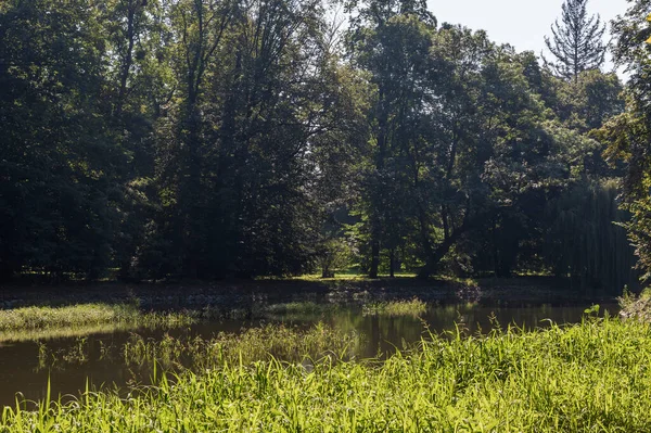 Rybník Kterém Rostou Rákosí Kolem Rybníka Jsou Stromy Louka — Stock fotografie