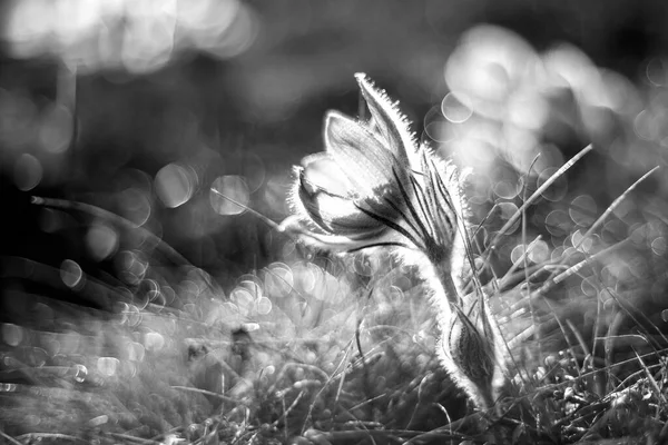 Flores Pasque Campo Primavera Foto Pulsatilla Grandis Com Bokeh Agradável — Fotografia de Stock