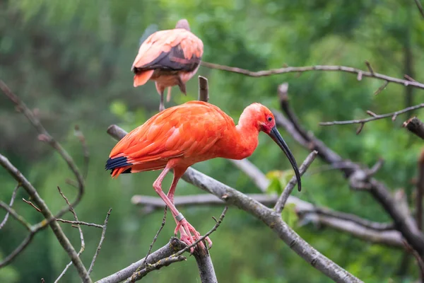 Rote Ibis Sitzen Auf Einem Baum Den Ästen Einer Voliere — Stockfoto