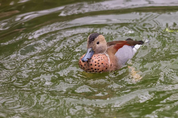 Beautiful little brown duck swims in the water.