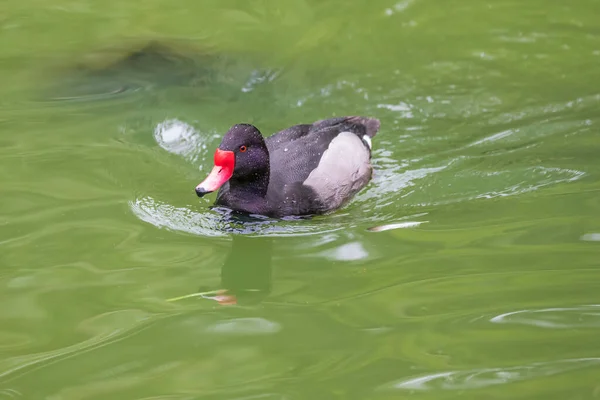 Eine Ente Mit Rotem Schnabel Und Auge Schwimmt Auf Dem — Stockfoto