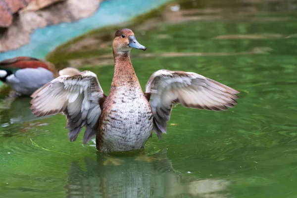 Gran Pato Marrón Erige Agua Agita Sus Alas Las Alas —  Fotos de Stock