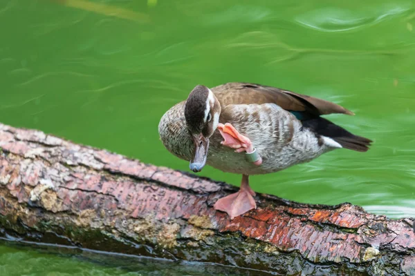 A brown duck stands on a log in the water on one leg and scratches its head with the other leg.