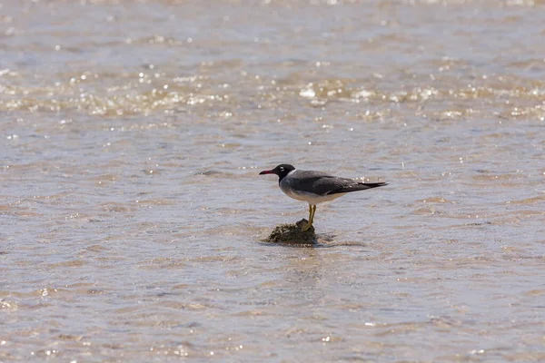 Svart Mås Står Sten Mitt Havet Vilda Bilder — Stockfoto