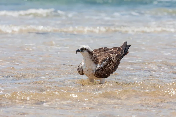 Pandion Haliaetus Osprey Fica Mar Caça Foto Selvagem — Fotografia de Stock