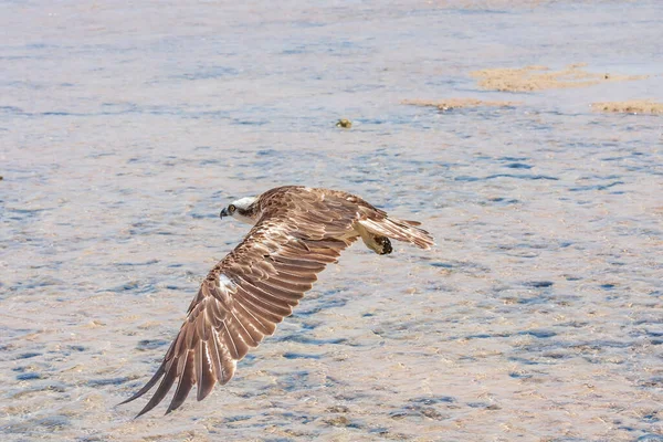 Pandion Haliaetus Osprey Denizin Üzerinde Uçar Kafa Pençeler Görünür Durumda — Stok fotoğraf