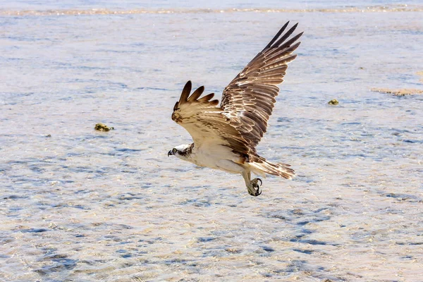 Pandion Haliaetus Osprey Denizin Üzerinde Uçar Kafa Pençeler Görünür Durumda — Stok fotoğraf