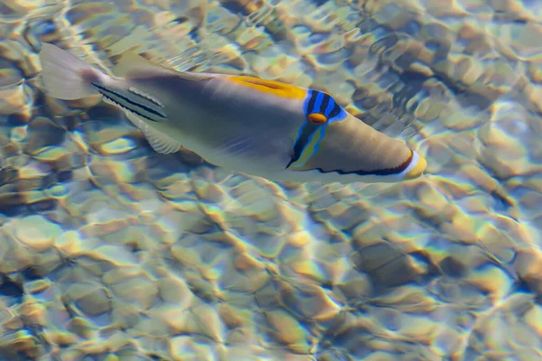 Gros Poisson Coloré Nage Dans Mer Rouge — Photo