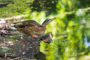 Ördek su kenarında bir taşın üzerine oturur ve içer. Suyun üzerinde daireler var. Fotoğrafta güzel bir bokeh var..