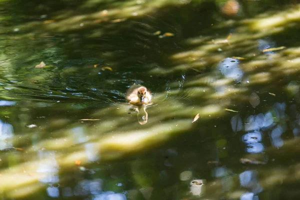 Mladá Kachna Plave Vodě Pod Vrbou Její Odraz Odráží Vodě — Stock fotografie