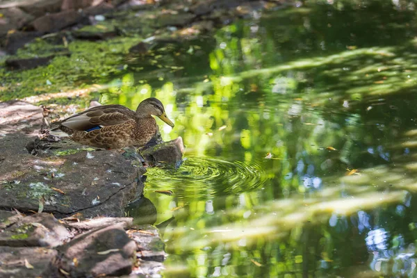 Duck Sits Stone Water Drinks Circles Water Photo Has Nice — Stock Photo, Image