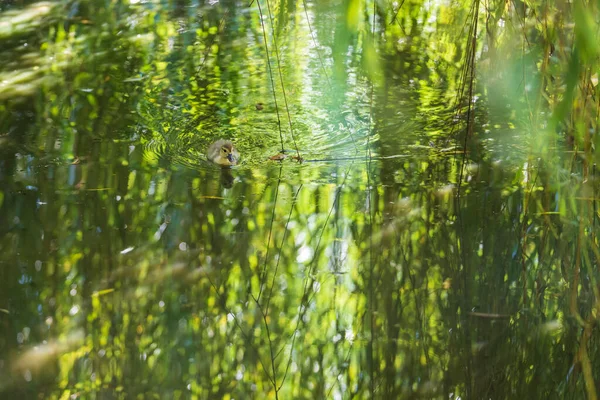 一只小鸭在柳树下的水面上游泳 它的倒影反映在水面上 — 图库照片