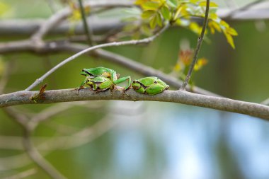 Yeşil ağaç kurbağası - Hyla arborea bir ağaç dalına tırmanır. İkinci ağaç kurbağasına tırmanıyor. Dalda üç tane ağaç kurbağası var..