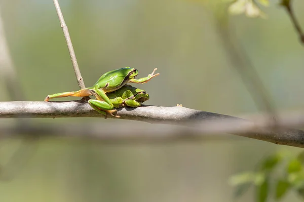 개구리 수목원이 나뭇가지를 기어오르고 개구리를 합니다 — 스톡 사진