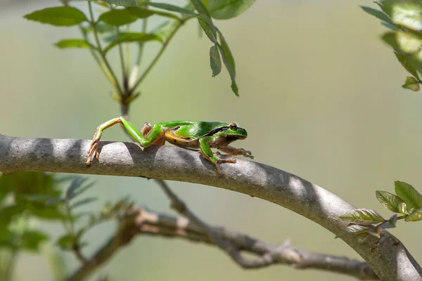 개구리 목마가 나뭇가지를 기어오르다 — 스톡 사진