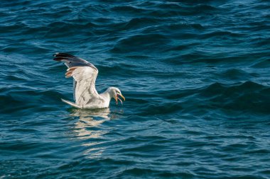 Deniz dalgalarında bir martı balık yakalar..