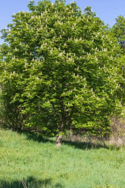 Üzerinde beyaz çiçekler olan büyük bir kestane ağacı..