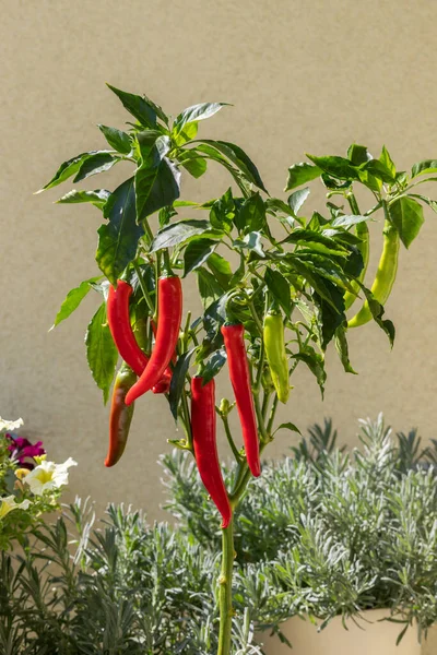 Long hot peppers on a bush. The pepper is red and green.