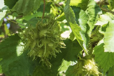 Yeşil ambalajlı fındık meyvesi ağaçta yetişir..