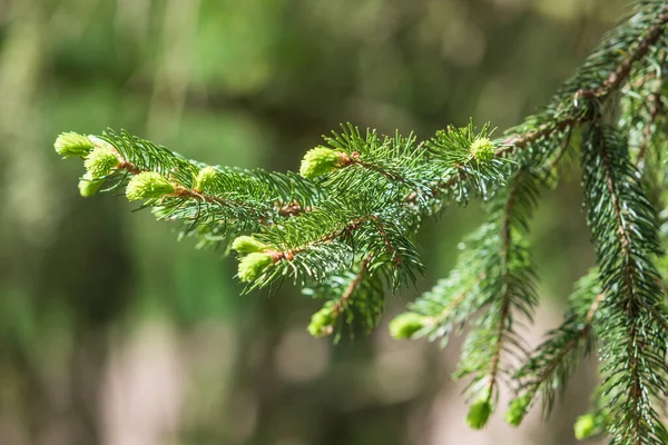 Twigs of green conifer. The tip of the branch is light green.