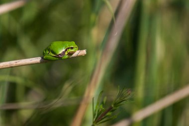 Yeşil ağaç kurbağası - Hyla arborea kuru çimenlerin üzerinde kıvrılmış duruyor.