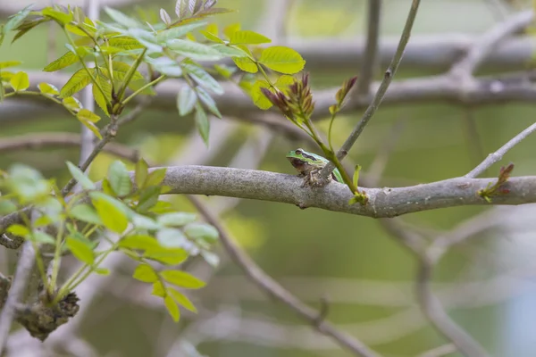 Yeşil Ağaç Kurbağası Hyla Arborea Bir Ağaç Dalına Tırmanır — Stok fotoğraf