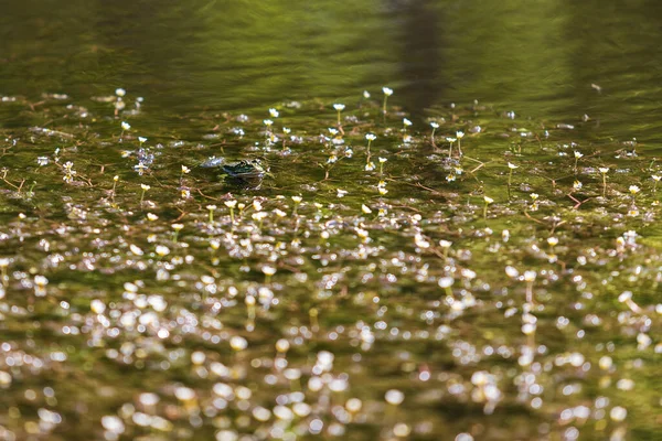 Frog Bufo Bufo Lies Surface Pond White Blooming Flowers Photo — Stock Photo, Image