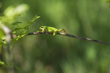 Yeşil ağaç kurbağası - Hyla arborea bir ağaç dalına tırmanıyor ve etrafında yeşil yapraklar var. Arka plan yeşil ve güzel bir bokeh..