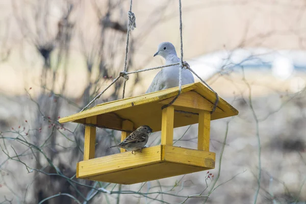 Bir Serçenin Oturduğu Bir Güvercinin Beslenen Bir Gibi Ahşap Bir — Stok fotoğraf