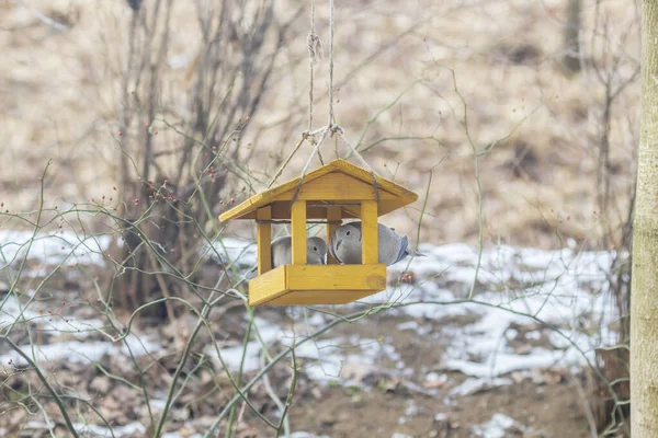 Pigeon Dans Une Petite Mangeoire Bois Forme Maison — Photo
