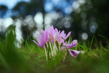 Ocun - Colchicum - yeşil çimenlikteki çayırda renkli bir çiçek. Arka planda bir orman var. Fotoğrafta eski bir merceğin yarattığı güzel bir resim var.