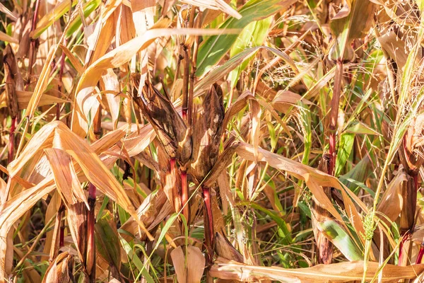 Pannocchie Grano Secche Uno Stelo Campo Grano — Foto Stock