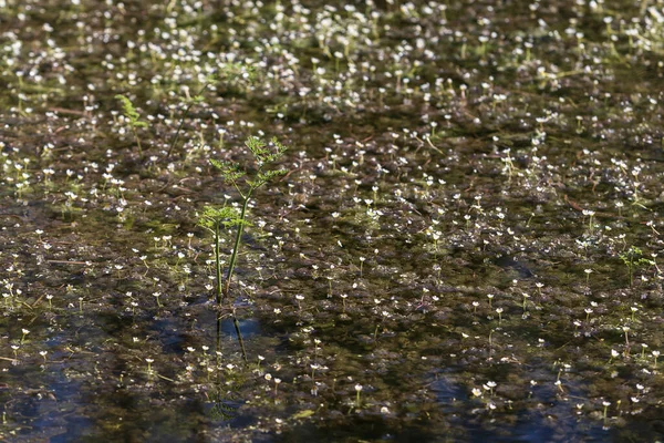 Małe Zielone Sadzonki Wodzie Stawu Wśród Malutkich Białych Kwiatów — Zdjęcie stockowe