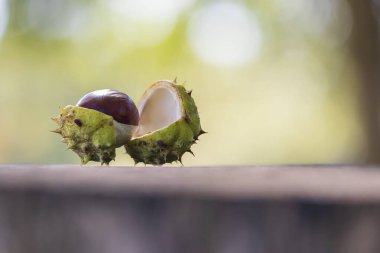 Kestaneler yeşil bir konteynırda, ahşap bir bankta yatıyor. Arka plan yeşil ve güzel bir bokeh..