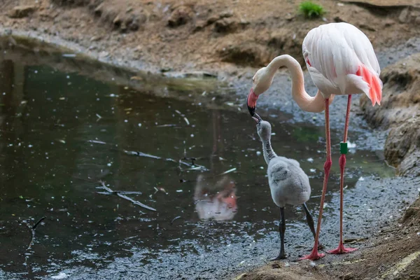 Der Flamingo Steht Rand Des Teiches Und Darunter Sind Seine — Stockfoto