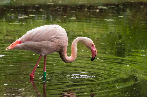 Ein Erwachsener Rosafarbener Flamingo Steht Wasser Eines Teiches Sind Wassertropfen — Stockfoto