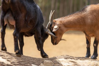 Küçük kahverengi ve boynuzlu kara keçi.