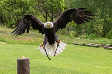 A falcon-headed bald eagle lands on a wooden stake. The eagle has outstretched wings. clipart