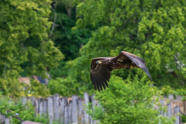 Aquila Marina Guidata Dal Falco Sorvola Prato Sullo Sfondo Una — Foto Stock