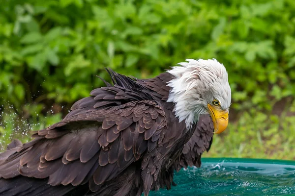 Falcon Headed Bald Eagle Bathes Pool — Stock Photo, Image