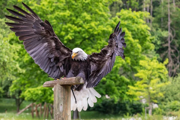 Aquila Calva Dalla Testa Falco Atterra Paletto Legno Aquila Ali — Foto Stock