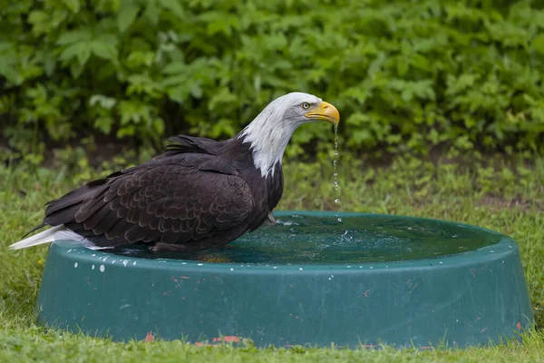 Falcon Headed Bald Eagle Bathes Pool — Stock Photo, Image