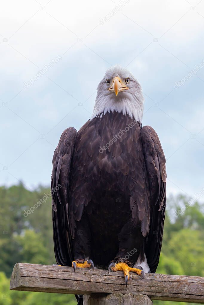A falcon-headed bald eagle sits on a wooden stake.
