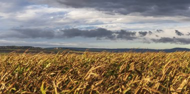 Çek Cumhuriyeti 'nde Palava' nın zirvesi. Ön planda rüzgarda savrulan bir mısır tarlası var. Arka planda yağmur bulutları var.